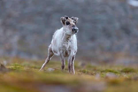 Reindeer, Ren, (Rangifer tarandus), Spitsbergen-Ren, Norway, Spitsbergen, young animal, calf,