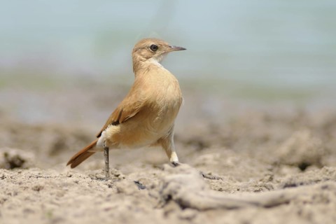 Rufous Hornero (Furnarius rufus), Pantanal, Brazil