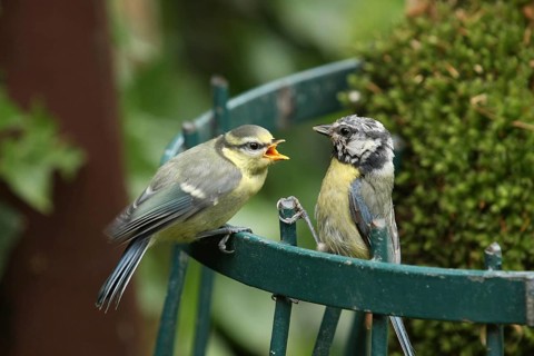 Eurasian Blue Tit (Cyanistes caeruleus) juvenile, Lower Saxony, Germany