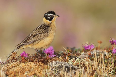 Smith's Longspur (Calcarius pictus) on the tundra near Churchill, Manitoba, Canada
