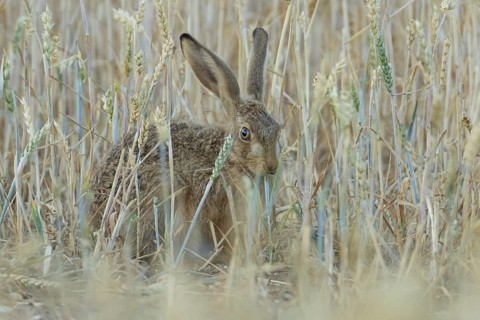 European brown hare (Lepus europaeus) adult animal feeding on a wheat sheath in a farmland field in