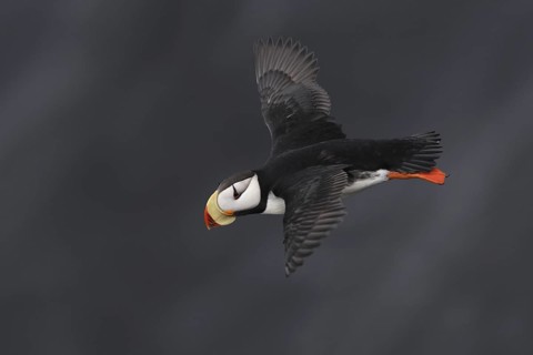 Horned Puffin (Fratercula corniculata) flying, Alaska, USA