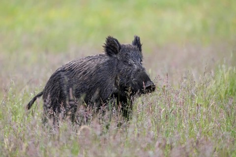 Ready to flee, the wild boar (Sus scrofa) leers into the neighbouring forest, ready to flee,