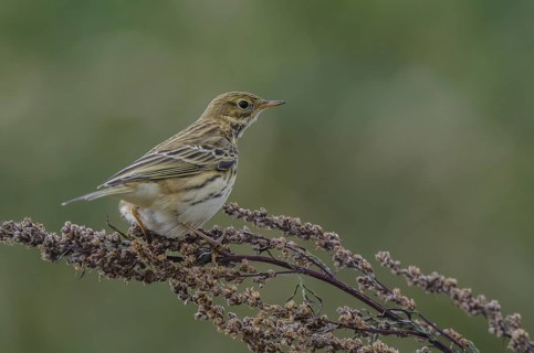 Meadow Pipit (Anthus pratensis), Schleswig-Holstein, Germany