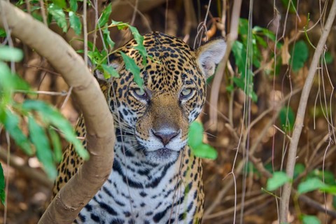 A hidden jaguar in the forest, surrounded by dense branches and leaves, Jaguar (Panthera onca),