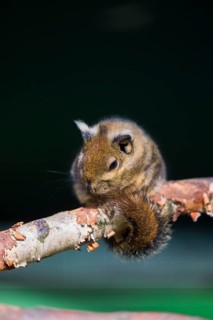 A Swinhoe's striped squirrel (Tamiops swinhoei) sits on a twig