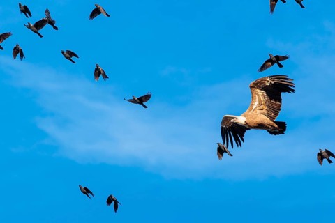 Crowded sky. A griffon vulture (Gyps fulvus) flies accompanied by a flock of jackdaws (Coloeus