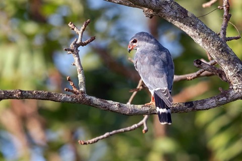 Cuckoo Hawk, Barred Hawk, (Kaupifalco monogrammicus), Throated Barred Hawk, perching site,