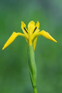 Flower of the marsh iris (Iris pseudacorus), Dötlingen, Lower Saxony, Germany