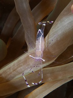 Red Sea partner shrimp (Periclimenes longicarpus)