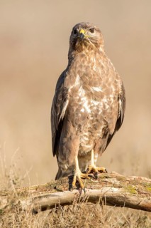 Common Buzzard (Buteo buteo), Castile-La Mancha, Spain