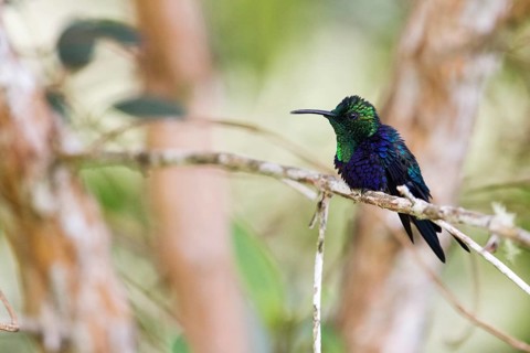 Crowned Woodnymph (Thalurania colombica subtropicalis) perched on a branch, Antioquia, Colombia