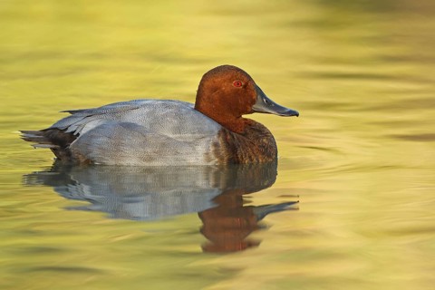 Common Pochard (Aythya ferina) male, Provence, France