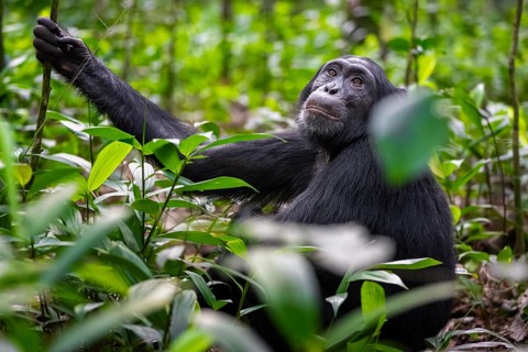 Chimpanzee (Pan Troglodytes) among green leaves, adult male among leaves in the jungle, Kibale