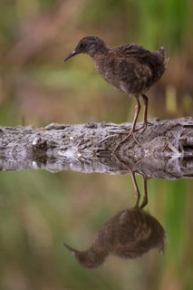 Water Rail (Rallus aquaticus) juvenile, Saxony, Germany