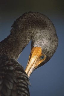 Double-crested Cormorant (Phalacrocorax auritus), Florida, USA