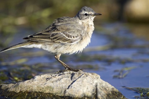 Water Pipit (Anthus spinoletta), Castile-La Mancha, Spain
