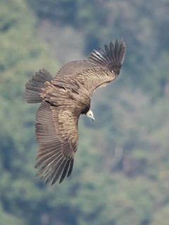 Himalayan Vulture (Gyps himalayensis) flying, Darjeeling, India