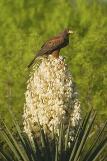 Harris's Hawk (Parabuteo unicinctus), Texas, USA