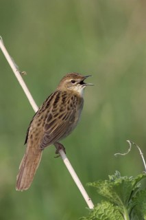 Common Grasshopper Warbler (Locustella naevia) singing, Brandenburg, Germany