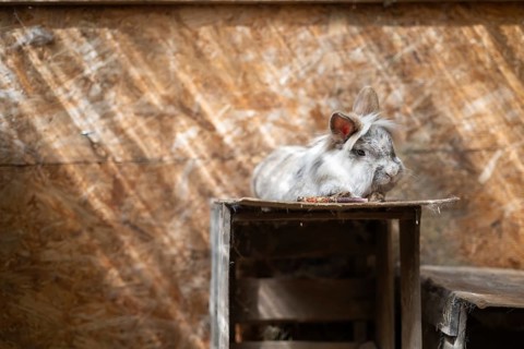 Dwarf rabbit lying on a wooden box in a stable, Stuttgart, Baden-Württemberg, Germany