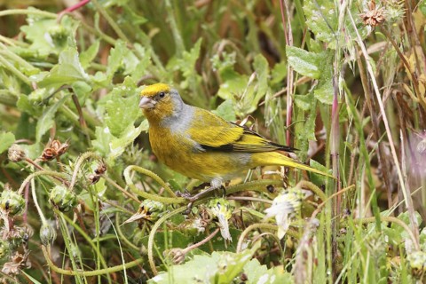 Cape Canary, Serinus canicollis