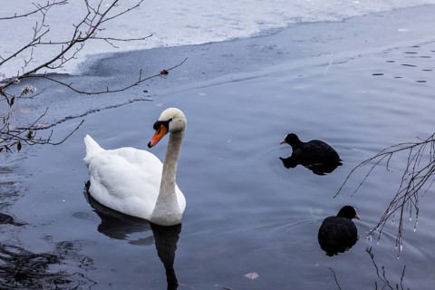Swan and coots on the frozen Schlachtensee, Zehlendorf, Berlin, Germany