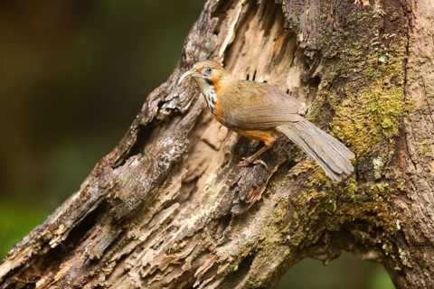Black-streaked Scimitar Babbler (Pomatorhinus gravivox), Yunnan, China