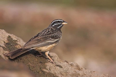 Cinnamon-breasted Bunting (Emberiza tahapisi), Oman