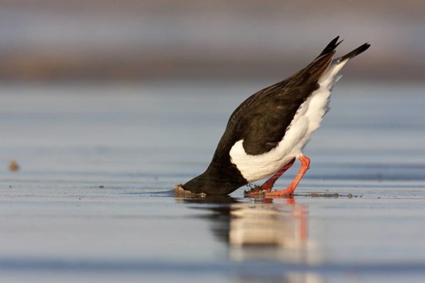 Eurasian Oystercatcher (Haematopus ostralegus), Schleswig-Holstein, Germany