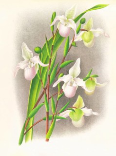 Orchid, Selenipedium sedeni candidulum, authentic reproduction of an illustration by Jean Jules