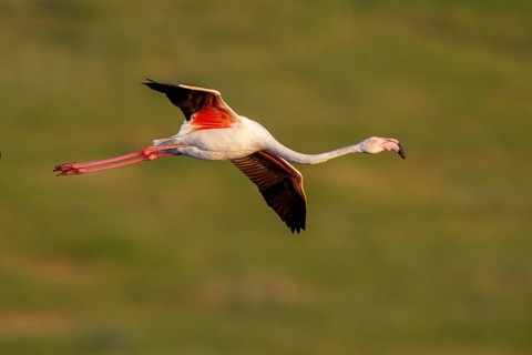 Greater Flamingo (Phoenicopterus roseus) flying, Lesvos, Greece