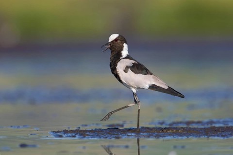 Blacksmith Lapwing (Vanellus armatus) calling, Lake Natron, Tanzania