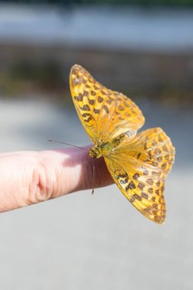 Butterfly Imperial Cloak (Argynnis paphia), female, seen in Wernigerode, Harz Mountains,