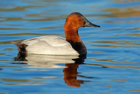 Canvasback Aythya valisineria Tucson, Pima County, Arizona, United States 18 January Adult Male