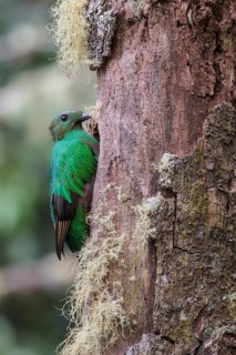 Resplendent Quetzal (Pharomachrus mocinno) perched on a branch at its nest in Costa Rica