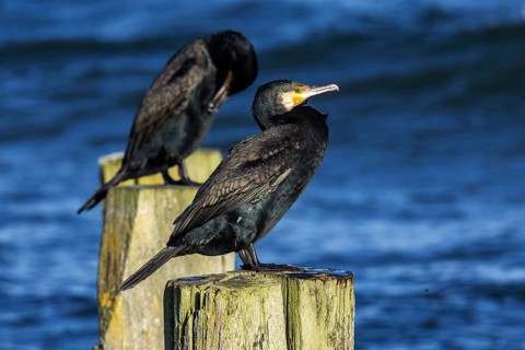 Cormorants (Phalacrocorax carbo) sitting on groynes, Fischland-Darß-Zingst, Baltic Sea,