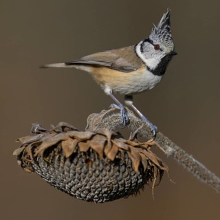 Crested Tit (Lophophanes cristatus), on faded sunflower, Biosphere Reserve, Swabian Alb,