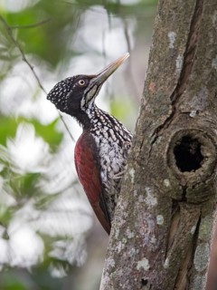 Greater Flameback (Chrysocolaptes guttacristatus) female, Sri Lanka