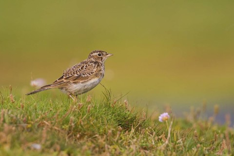 Eurasian Skylark (Alauda arvensis), Schleswig-Holstein, Germany