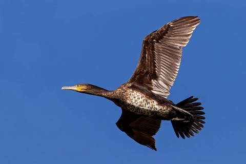 Cormorant, (Phalacrocorax carbo), animals, birds, family of cormorants, aerial photograph,