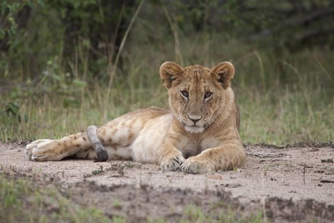 African Lion (Panthera leo) cub lying alone on the ground, Masai Mara, Kenya