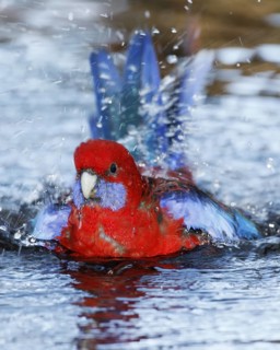 Crimson Rosella (Platycercus elegans) bathing, Australian Capital Territory, Australia