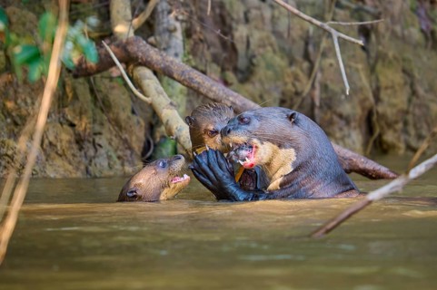 Otters communicate with each other in shallow water, giant otter (Pteronura brasiliensis),