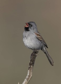 Black-chinned Sparrow (Spizella atrogularis) singing, California, USA