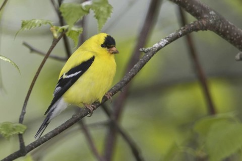 American Goldfinch (Spinus tristis) male, Maine, USA