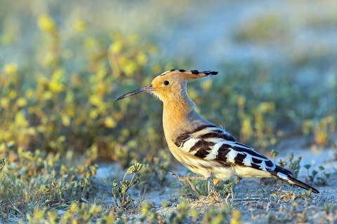 Hoopoe, (Upupa epops), biotope, habitat, foraging, sideways, animals, birds, Israel