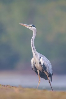 Grey Heron (Ardea cinerea), North Rhine-Westphalia, Germany