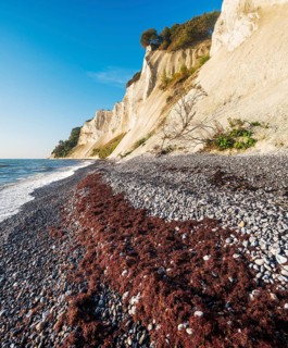 Pebble beach with flints and seaweed on the chalk cliffs of Møns Klint on the Baltic Sea, Møn