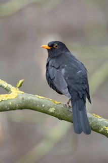 Blackbird (Turdus merula) male animal on a moss-covered branch, birdwatching, Dümmer nature park